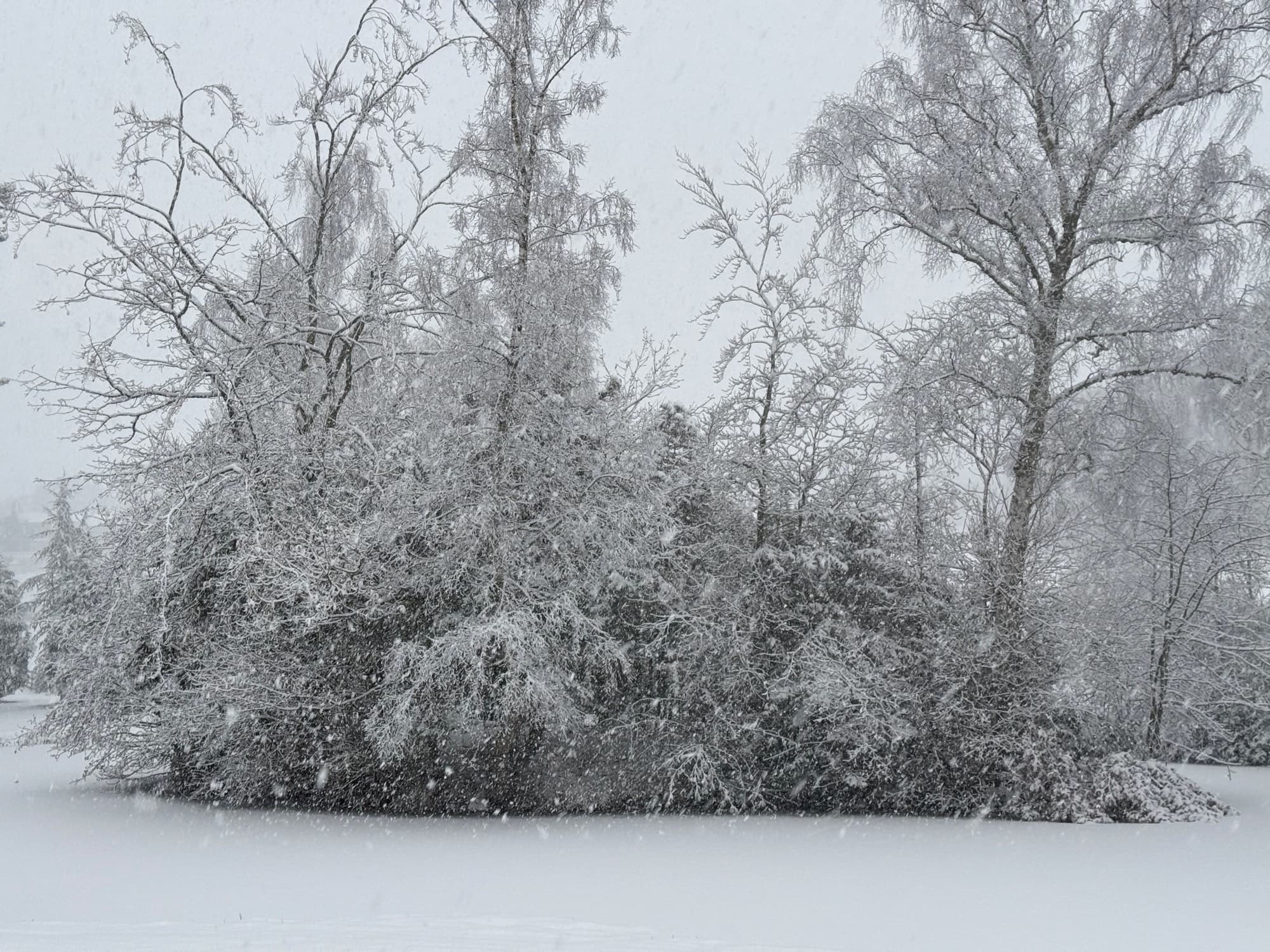 Snow falling over the island trees