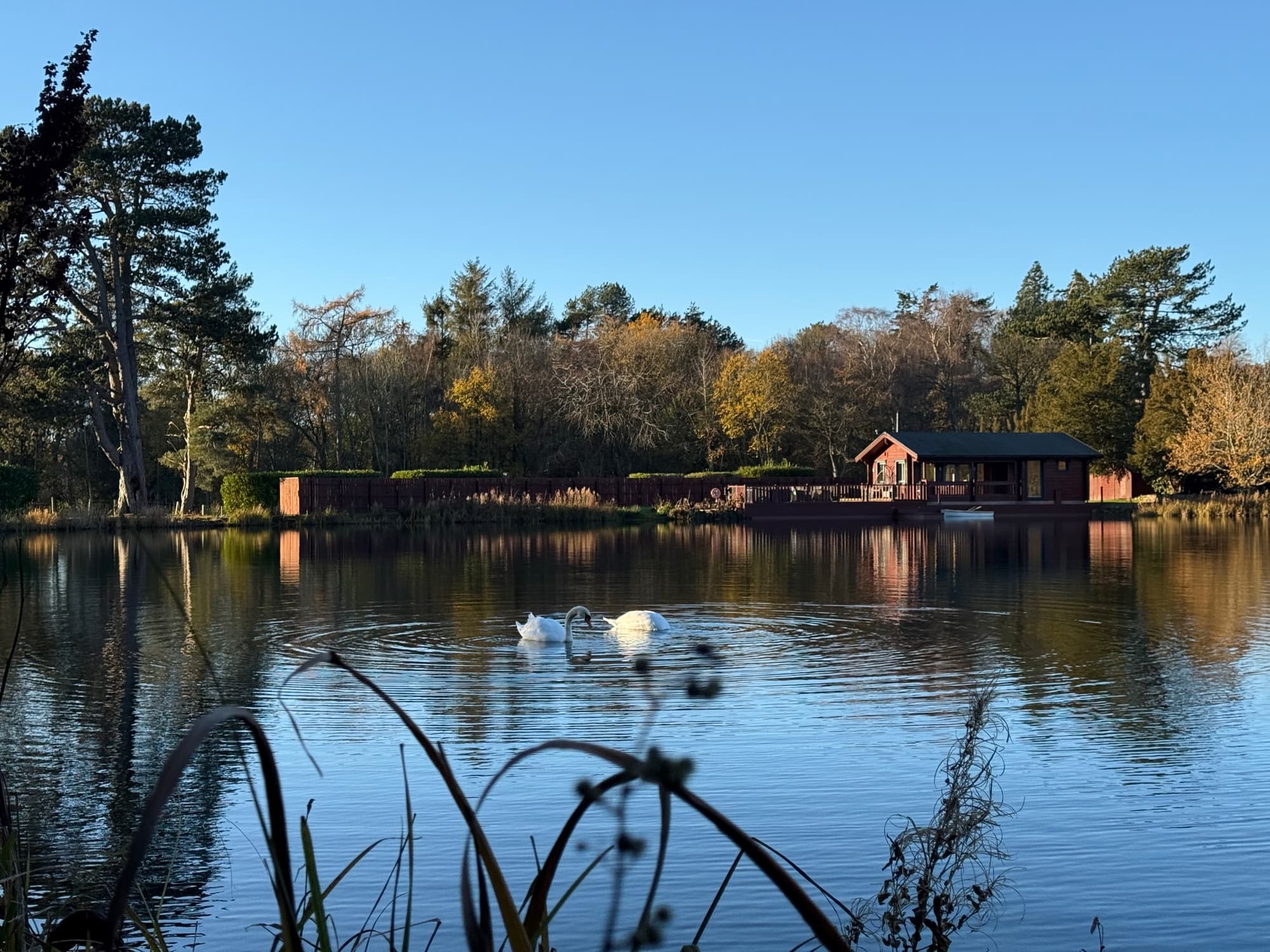 Swans on the lake in front of the lodge in autumn