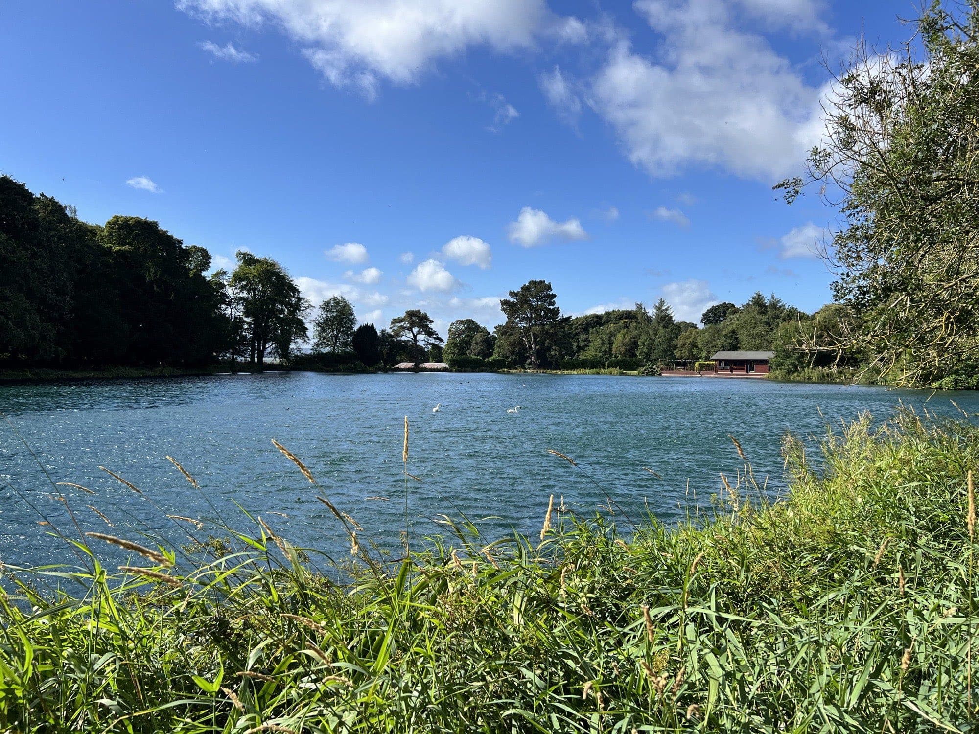 The lake from the grassy shore, swans on the water