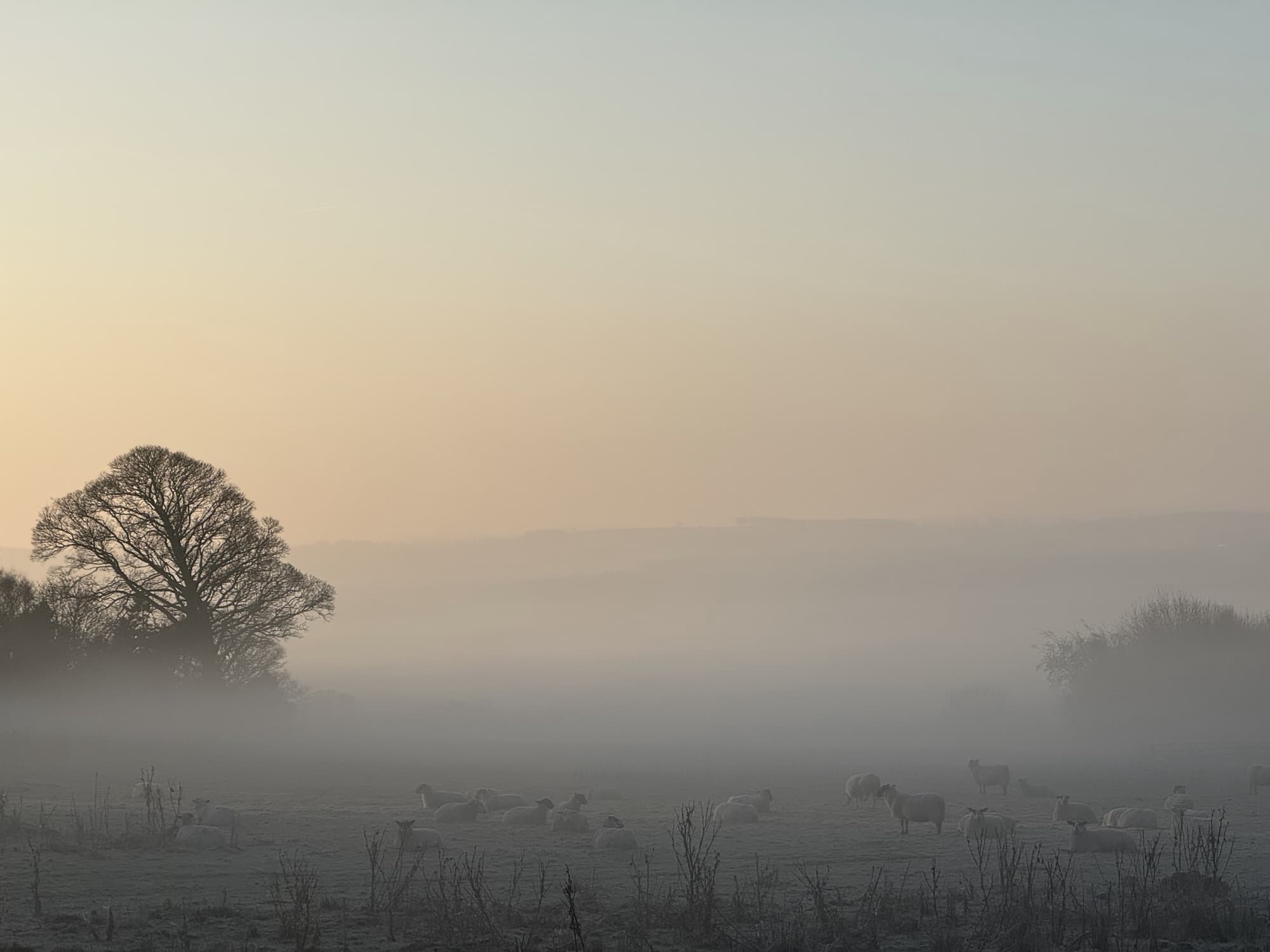Sheep grazing in frosty morning fog